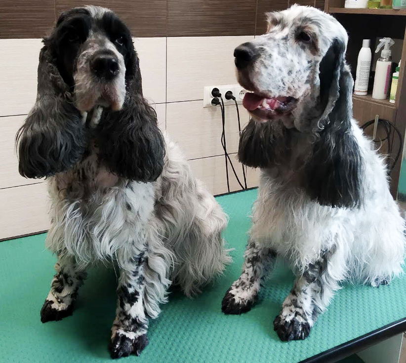 Pies Cocker Spaniel
